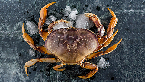 Dungeness Crab