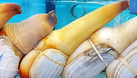 Geoduck