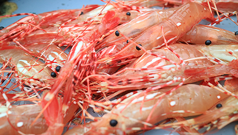 Spot Prawn Shrimp